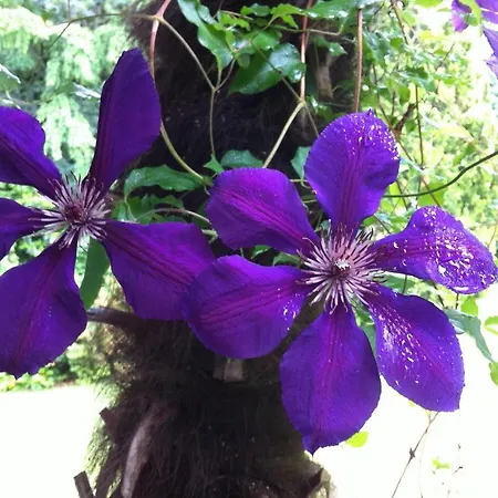 Garni Siesta Park Appart hôtel Losone
