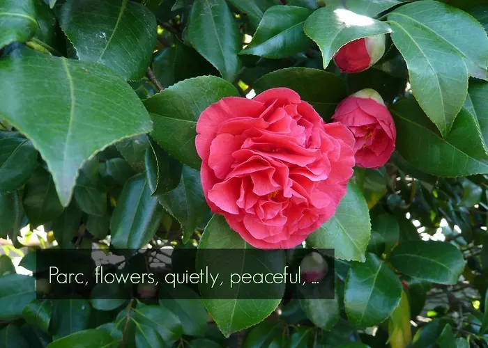 Aparthotel Siesta, Park & Pool Living Losone