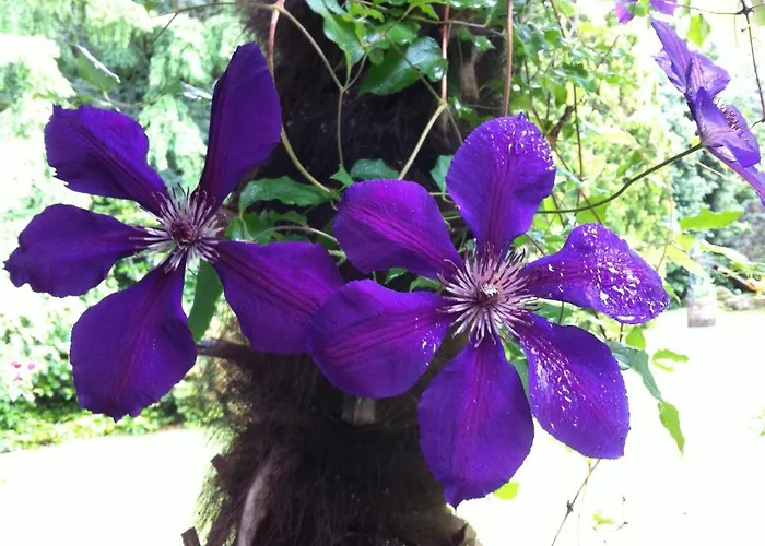 Siesta, Park & Pool Living Ξενοδοχείο με διαμερίσματα Losone